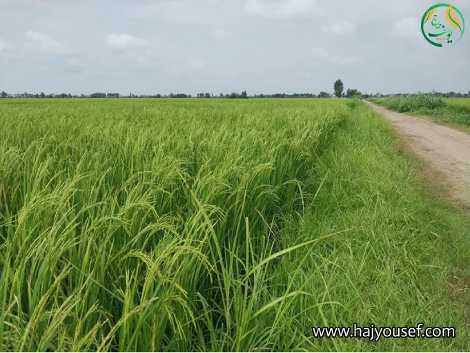 مراحل تولید برنج ارگانیک (1)